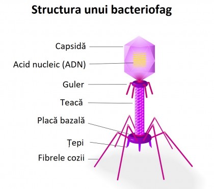 Ingineria sintetică a bacteriofagilor: un pas major către terapii personalizate împotriva bacteriilor multirezistente