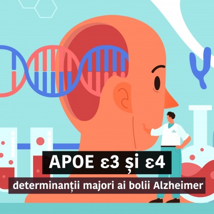 Rolul major al APOE în boala Alzheimer
