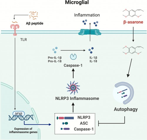 β-asarona reduce neuroinflamația în boala Alzheimer prin activarea autofagiei și inhibarea inflamazomului NLRP3