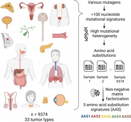 Cinci mecanisme mutaționale prin care tumorile scapă supravegherii imune