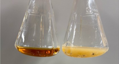 Sinteza compușilor farmaceutici din rododendron, realizată prin bacterii E. coli modificate genetic