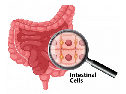 Microbiomul intestinal și rolul acidului nicotinic în protecția regională a colonului