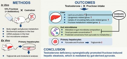 Nivelurile reduse de testosteron și aportul crescut de fructoză pot accentua steatoza hepatică