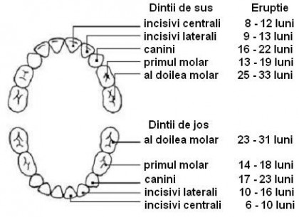 Dentitia sugarului