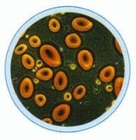 Set lame biologie generala I 10 lame