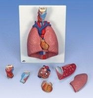 Mulaj laringe-plamani-inima (7 piese)