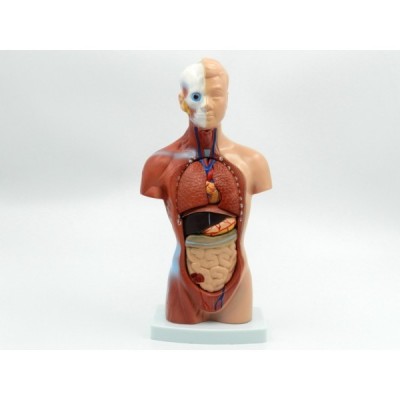 Trunchi uman cu organe interne - 26 cm (cod S31)