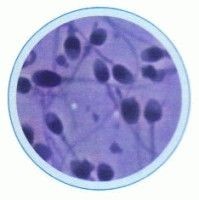 Set lame histologie umana II - 10 lame