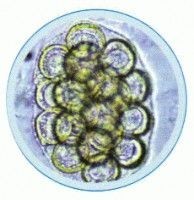 Set lame paraziti la om si animale - 10 lame