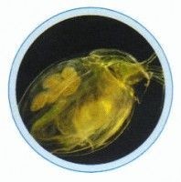 Set lame microorganisme in picatura de apa - 10 lame