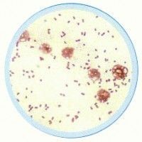 Set lame bacterii si organisme simple - 10 lame