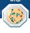 Food Stamp X-GAL Agar - bacterii coliforme