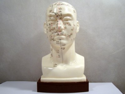 Mulaj studiu acupunctura - bust (cod S07)