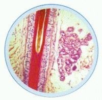 Set lame zoologie vertebrate , inclusiv mamifere - 25 lame