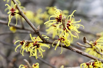 Tratamente revolutionare cu hamamelis