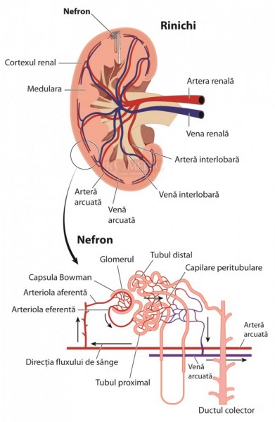 Sindromul Fanconi