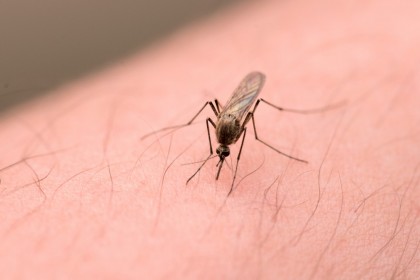 Malaria