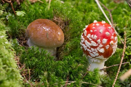 Intoxicatie cu ciuperci