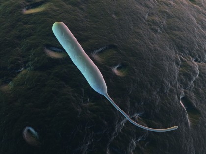 Enterocolita cu Campylobacter - Campylobacterioza