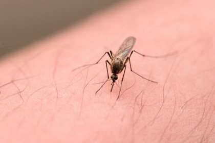 Febra (boala) Dengue