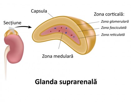 Adenom suprarenalian