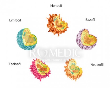 Monocite (MO) - valori normale, rol în organism, interpretare număr crescut sau scăzut