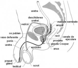 interiorul penisului