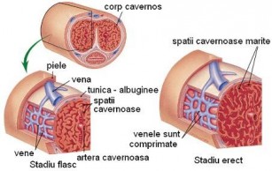 erecție la nivelul organelor genitale)