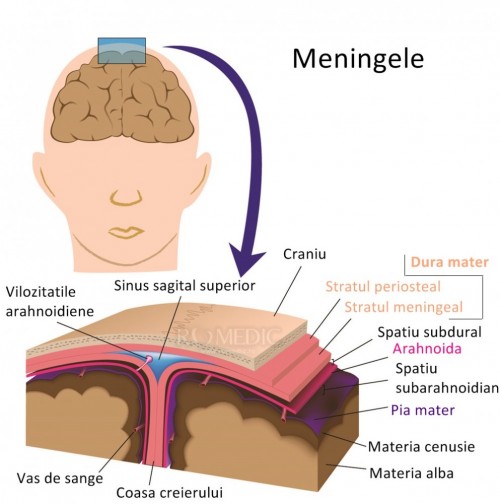 Meningitele virale