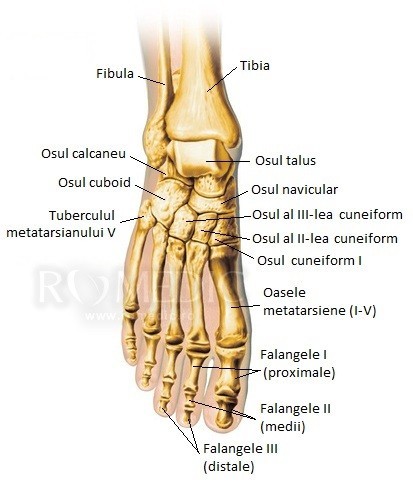 osteoartrita articulației metatarsofalangiene a degetului I)