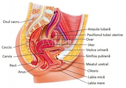 Rectocel