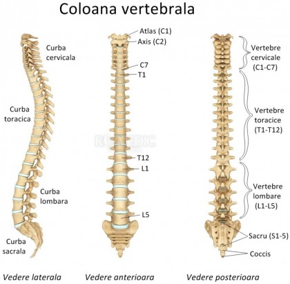 Afectiunile coloanei vertebrale