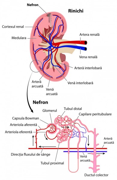 Glomerulonefrita difuz proliferativa