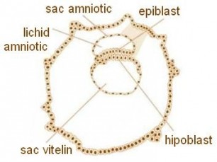 Sarcina săptămâna 4