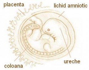 Sarcina săptămâna 6