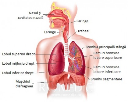 Relaxarea diafragmatica - eventratia diafragmatica