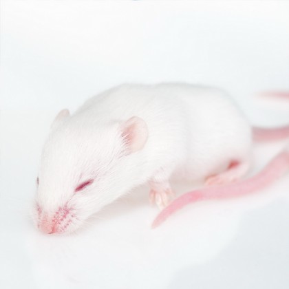 Optogenetica arată că memoria poate fi manipulată prin impulsuri luminoase (studiu pe șoareci de laborator)