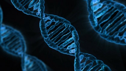 Primul embrion modificat genetic şi problemele etice asociate