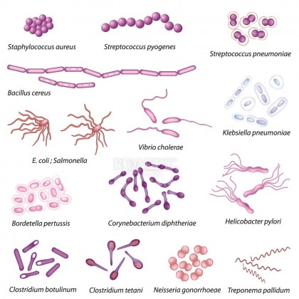 Infectia streptococica si enterococica