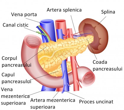 Cancerul pancreatic va fi al treilea cel mai mortal tip de cancer în anul 2017 în Uniunea Europeana