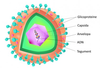 Infecția cu citomegalovirus la femei ar putea crește riscul pentru diabet și boli cardiovasculare