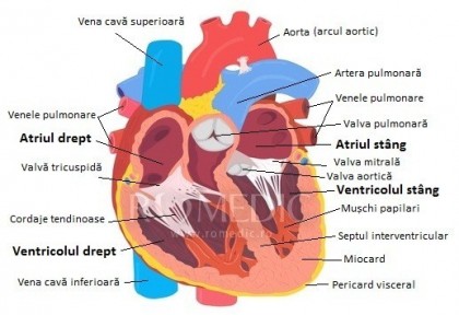 O procedură inovativă oferă posibilitatea reconstruirii valvelor cardiace din țesuturile proprii pacientului