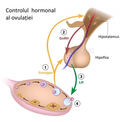 Deficiența de zinc poate afecta în mod negativ fertilitatea