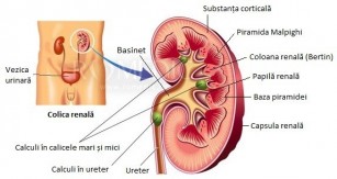 durere în articulațiile rinichiului uretrei)