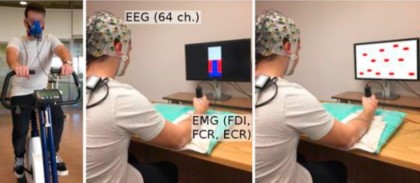 15 minute de exerciții fizice creează condițiile optime pentru creier pentru a deprinde noi aptitudini motorii