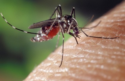 La ce să ne aşteptăm de la o infecție cu virusul Zika?