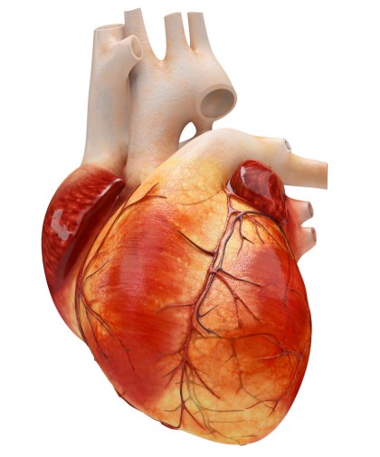 Baza genetică a ritmului cardiac - un studiu extins, inedit