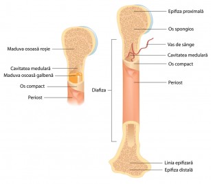 Reumatologia si bolile reumatice