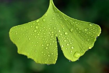 Ginkgo biloba poate ajuta la tratarea diabetului de tip 2