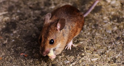 Cercetătorii investigează efectele fibrelor dietetice la șoareci